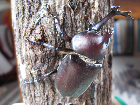 カブトムシ.jpg