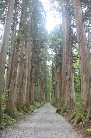 戸隠神社杉並木