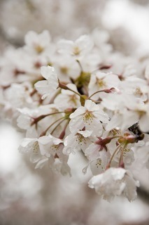 桜のイメージ.jpg