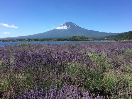 河口湖ハーブフェスティバル.jpg