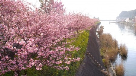河津桜.jpg