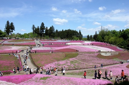 羊山公園の芝桜まつり.jpg